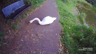 Swan Lake hetton le hole uk 2 [upl. by Doscher]