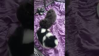 5 week Pomsky puppies Super cute [upl. by Kirstin]