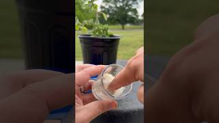 Homemade VICKS VAPOR rub plants howto garden [upl. by Thury80]