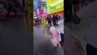 New York Times Square travel trip puppy malamutepuppies malamute music [upl. by Aynotahs]