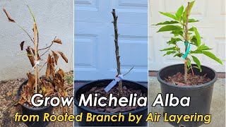 How to Grow amp Care for Michelia Alba White Champaca from Rooted Branch by Air Layering 白兰的种植和养护 [upl. by Negiam]