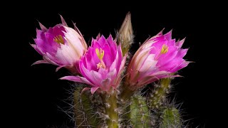 Time Lapse Echinocereus scheeri Mexico Sonora Maycoba  Yepachic [upl. by Freddi34]