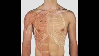 Surface Marking Of Sternal Angle  Clinical Importance Of Sternal Angle [upl. by Loise759]