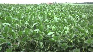 Farm Basics 738Soybean Growth Stages Air Date 52712 [upl. by Hyland699]