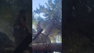 well done shortsyoutube wood chainsaw shortsfeed shorts shortsvideo shots [upl. by Atorod673]