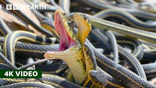 How Do Female Snakes Pick a Mate  A Perfect Planet  4K UHD  BBC Earth [upl. by Ahsitra]