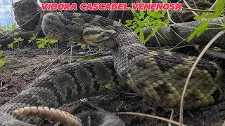 Enorme víbora cascabel venenosa [upl. by Rocca92]