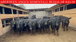 100100 ABERDEEN ANGUS SEMENTALL BUQALAR KELDI GULSHANBEK AKANI BUQALARI [upl. by Attelra]