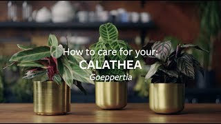 How to care for your Calathea  Grow at Home  RHS [upl. by Ainerbas]