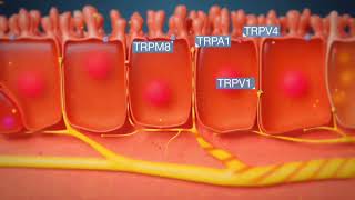 Understanding the Cough Reflex in 3D Animation [upl. by Annaed864]