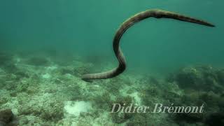 horned sea snake Perons sea snake  Hydrophis peronii [upl. by Aracal663]