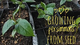 How to grow Persimmons from seed [upl. by Koren]