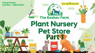 Seasonal Plants Collection  The Keshav Farm Plant Nursery pitunia dianthus guldaudi [upl. by Atnwahs81]