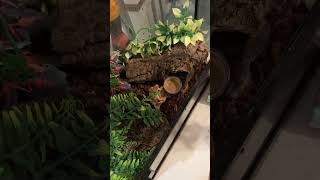 Crested gecko feeding [upl. by Prunella]