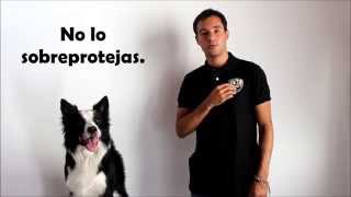 Tips para perros con temor a la pirotecnia [upl. by Aerdnaid]