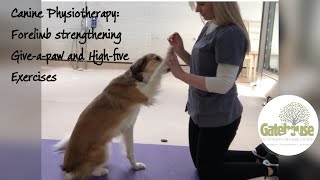 Canine physiotherapy Strengthening Exercises for your dog Giveapaw and HighFive [upl. by Lyrrad]