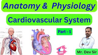 Cardiovascular System  Part 1  Structure  Functions  Study Help And Health By Dev Sir [upl. by Atiuqrahs]