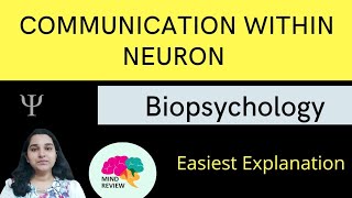 Communication Within a Neuron Resting amp Action Potentials Mind Review [upl. by Burny278]