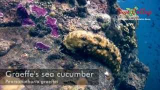 Sea cucumbers Holothuroidea of Moalboal [upl. by Jakob]