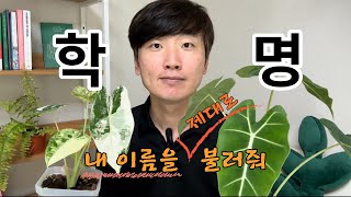 식물 학명에 관한 바른 정보 유통명 재배품종명 변종 품종 식물 이름 뭐가뭔지 헷갈리는 식집사님들께 [upl. by Farrel]