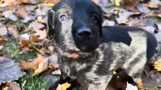 Hovawart Puppies outside at 26 days old  10262024 [upl. by Marrilee687]