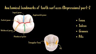 Anatomical Landmarks of Tooth Surfaces Depressions Part2 [upl. by Norak]