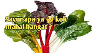 BELI SAYUR DAN HARGANYA LEBIH MAHAL DARI DAGING [upl. by Woll]