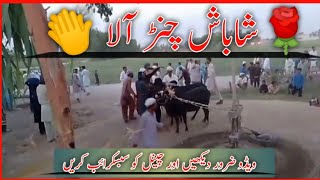 Besakhi Bail channer Ala بیل چنڑ آلاMay 22 2024 [upl. by Naujak746]