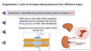 The 4 ways ANGIOTENSIN II raises BLOOD PRESSURE [upl. by Yrro287]