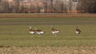 Avutardas en la Laguna de Gallocanta [upl. by George]