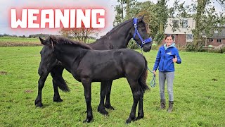 Weaning time Wûnder leaves Stal H Who will be his new friend  Friesian Horses [upl. by Anitsua]