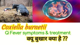 Coxiella burnetii Q fever pathogenesis clinical symptoms lab diagnosis amp treatment in hindi [upl. by Bowyer]