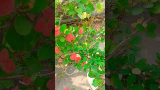 quotRed Flowers amp Thorns Cactus Magic in a Tub cactusflower nature short shortvideo shortsvideo [upl. by Nurse]