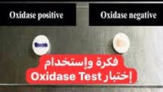 فكرة واستخدام اختبار Oxidase Test [upl. by Aihsyn]