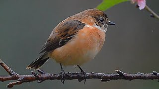 é»‘ĺ–‰é´ťé»‘ĺ–‰çźłéµ–Stonechat [upl. by Atila]