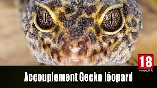 ACCOUPLEMENT DU GECKO LEOPARD [upl. by Katey]