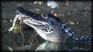 Alligator Eats Snake 01 Narration [upl. by Ahsiekat]