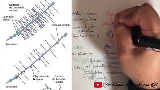 Matriz Extracelular [upl. by Marlee]