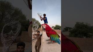 5 lakh ka Red Macaw Parrot Mil Gaya [upl. by Barker231]