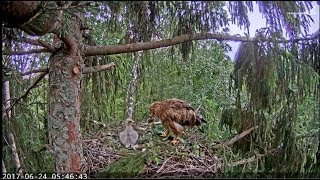 20170624 05h46m Latvian LSE  Betiņa is feeding little Frīdis [upl. by Natsreik]