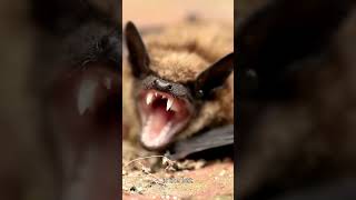 How Bats Use Echolocation to See in the Dark 🦇✨ shorts subscribe animalfacts [upl. by Aihceyt]