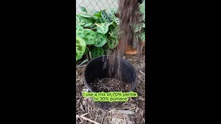 Pumice vs Perlite Which is Best for Your Garden 🌿 [upl. by Blunt984]