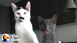 The Chaotic Life Of Charlot The Mustache Cat  The Dodo Cat Crazy [upl. by Eilyk]