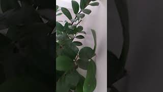 Uma ótima planta de fácil cultivo plantar plantas youtubeshorts [upl. by Aleina]