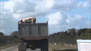 Stupid Pig Jumps Out Of Truck [upl. by Kelvin]