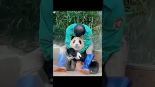 Panda nanny the happiest job🫡funny funnypets panda cute petvideos [upl. by Ayokahs]