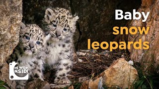 We Went Inside a Snow Leopard Den I Cute Cubs in the Himalayas [upl. by Lussi]