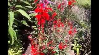 Cardinal Flower Lobelia cardinalis [upl. by Jak]