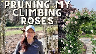 Pruning My Climbing Roses  Gardening with Creekside [upl. by Layne]