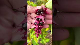 blueberry raspberry 🫐cherry 🍒harvest garden plants kitchengardening viralvideo [upl. by Yme74]